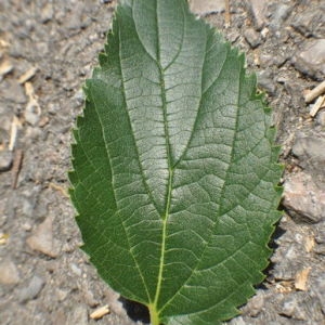 Photographie n°33174 du taxon Celtis australis L. [1753]