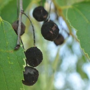 Photographie n°33179 du taxon Celtis australis L. [1753]