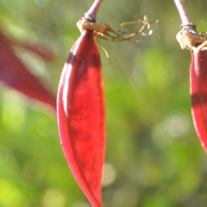 Photographie n°33199 du taxon Cercis siliquastrum L. [1753]