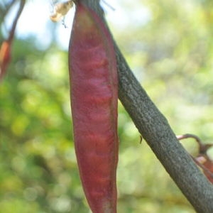 Photographie n°33202 du taxon Cercis siliquastrum L. [1753]