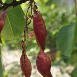 Photographie n°33209 du taxon Cercis siliquastrum L. [1753]