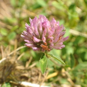 Photographie n°33237 du taxon Trifolium pratense L. [1753]