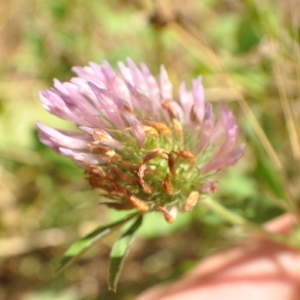 Photographie n°33238 du taxon Trifolium pratense L. [1753]