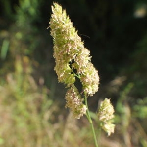 Photographie n°33247 du taxon Dactylis glomerata L.