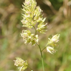 Photographie n°33250 du taxon Dactylis glomerata L.