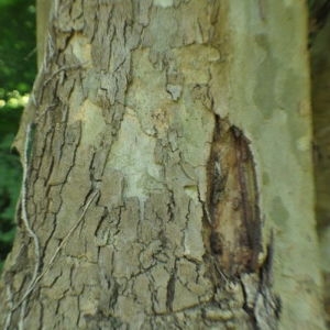 Photographie n°33271 du taxon Platanus x hispanica Mill. ex Münchh. [1770]