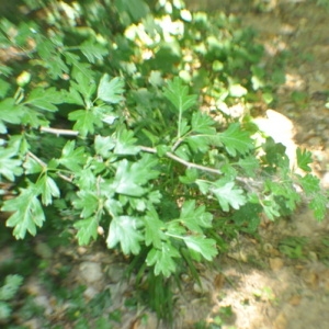 Photographie n°33308 du taxon Crataegus monogyna Jacq. [1775]