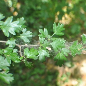 Photographie n°33310 du taxon Crataegus monogyna Jacq. [1775]