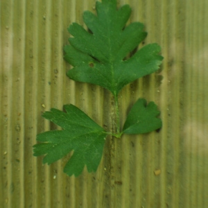 Photographie n°33316 du taxon Crataegus monogyna Jacq. [1775]