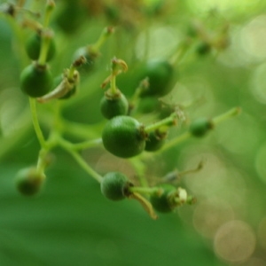 Photographie n°33331 du taxon Cornus sanguinea L.