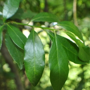 Photographie n°33344 du taxon Laurus nobilis L. [1753]