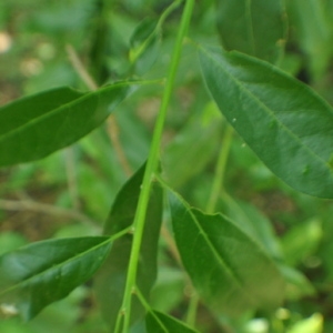 Photographie n°33345 du taxon Laurus nobilis L. [1753]