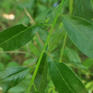 Photographie n°33346 du taxon Laurus nobilis L. [1753]