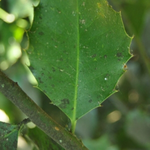 Photographie n°33390 du taxon Ilex aquifolium L.