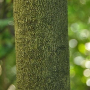 Photographie n°33393 du taxon Ilex aquifolium L.