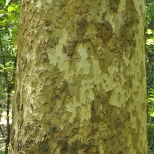 Photographie n°33411 du taxon Platanus x hispanica Mill. ex Münchh. [1770]