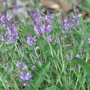 Photographie n°33436 du taxon Polygala vulgaris L. [1753]