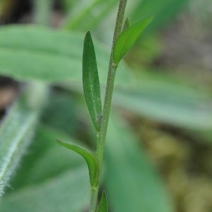 Photographie n°33437 du taxon Polygala vulgaris L. [1753]