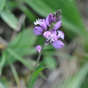 Photographie n°33438 du taxon Polygala vulgaris L. [1753]