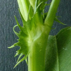 Photographie n°33442 du taxon Medicago littoralis Rohde ex Loisel. [1810]