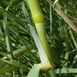 Photographie n°33443 du taxon Phalaris coerulescens Desf. [1798]