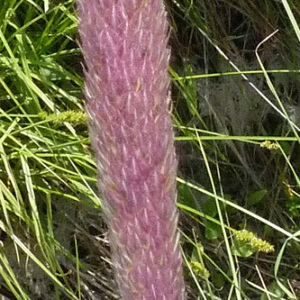 Photographie n°33444 du taxon Phalaris coerulescens Desf. [1798]