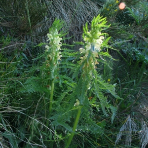 Photographie n°33447 du taxon Pedicularis foliosa L. [1767]