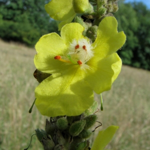 Photographie n°33448 du taxon Verbascum pulverulentum Vill. [1779]