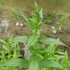 Photographie n°33453 du taxon Veronica anagallis-aquatica L. [1753]