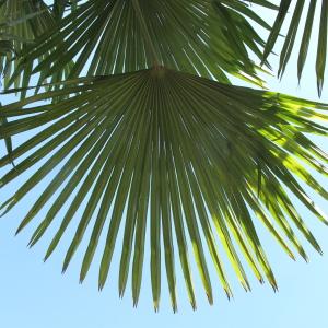 Chamaerops excelsa Mart. (Palmier à chanvre)