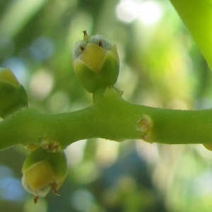 Photographie n°33462 du taxon Trachycarpus fortunei (Hook.) H.Wendl. [1862]