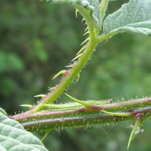 Photographie n°33480 du taxon Rubus canescens DC. [1813]