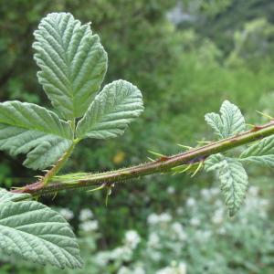 Photographie n°33481 du taxon Rubus canescens DC. [1813]