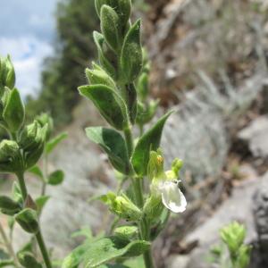 Photographie n°33482 du taxon Teucrium flavum L. [1753]