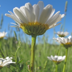 Photographie n°33491 du taxon Leucanthemum vulgare Lam. [1779]