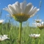  Marie  Portas - Leucanthemum vulgare Lam.