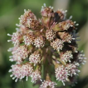 Photographie n°33499 du taxon Petasites hybridus (L.) G.Gaertn., B.Mey. & Scherb. [1801]