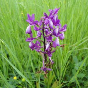 Photographie n°33500 du taxon Orchis palustris Jacq. [1786]