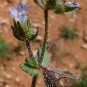 Photographie n°33515 du taxon Campanula erinus L. [1753]