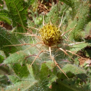 Cnicus benedictus L. (Chardon béni)