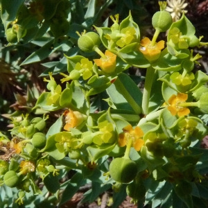 Photographie n°33521 du taxon Euphorbia pithyusa L. [1753]