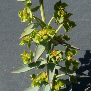 Photographie n°33522 du taxon Euphorbia pithyusa L. [1753]