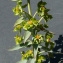  Bertrand BUI - Euphorbia pithyusa L. [1753]