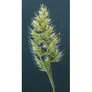 Trisetaria panicea (Lam.) Paunero (Trisète à feuilles de panic)