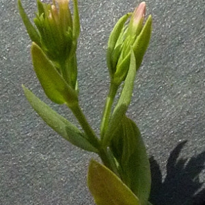 Photographie n°33533 du taxon Centaurium pulchellum (Sw.) Druce [1898]