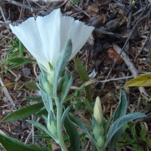 Photographie n°33534 du taxon Convolvulus lineatus L. [1759]