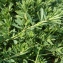  Bertrand BUI - Dorycnium herbaceum subsp. gracile (Jord.) Nyman [1878]