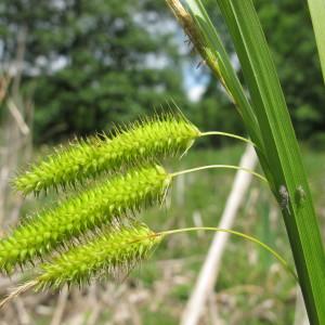 Photographie n°33544 du taxon Carex pseudocyperus L. [1753]