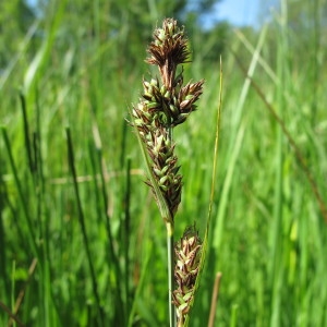 Carex hartmanii Cajander (Laiche de Hartman)