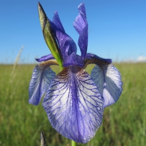 Photographie n°33554 du taxon Iris sibirica L. [1753]